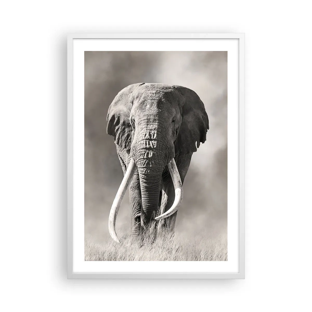 Affiche dans un cadre blanc - Poster - Patriarche africain - 50x70 cm
