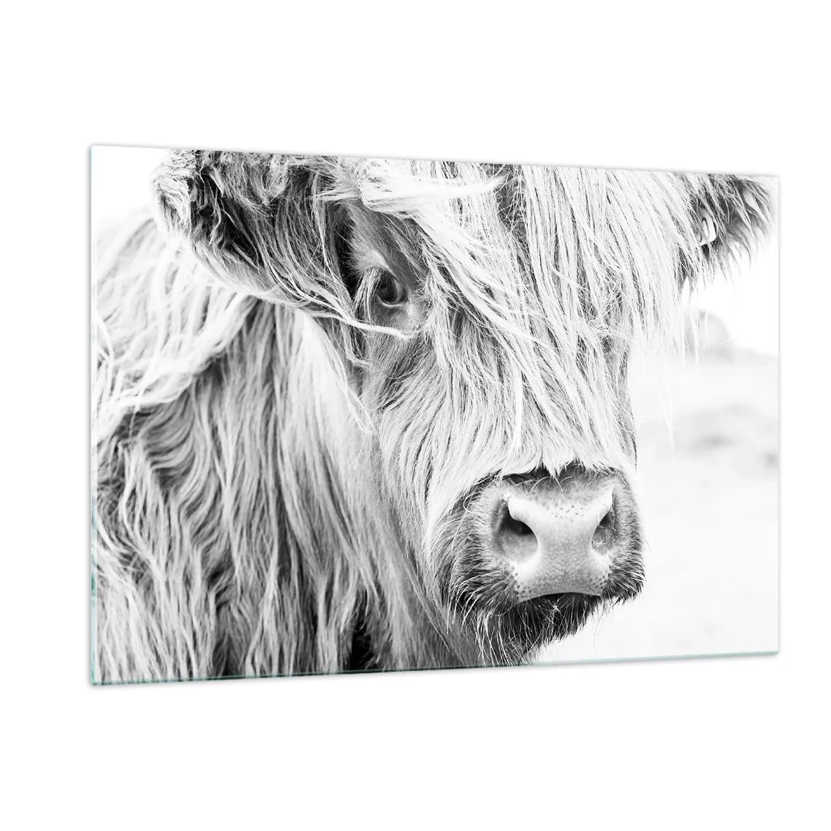 Impression sur verre - Image sur verre - Gros plan d'un bovin écossais à poil long en noir et blanc - 120x80cm - Sauvagerie écossaise - Décoration murale moderne pour le salon et la chambre ARTTOR