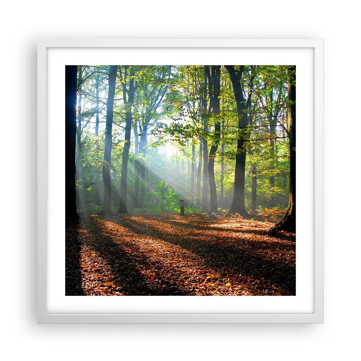 Affiche dans un cadre blanc - Poster - Ombres et lumières - 50x50 cm