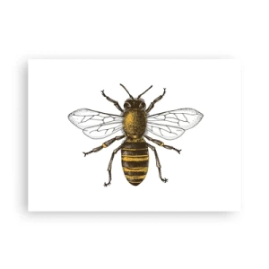 Affiche - Poster - Belle et bonne - 70x50 cm