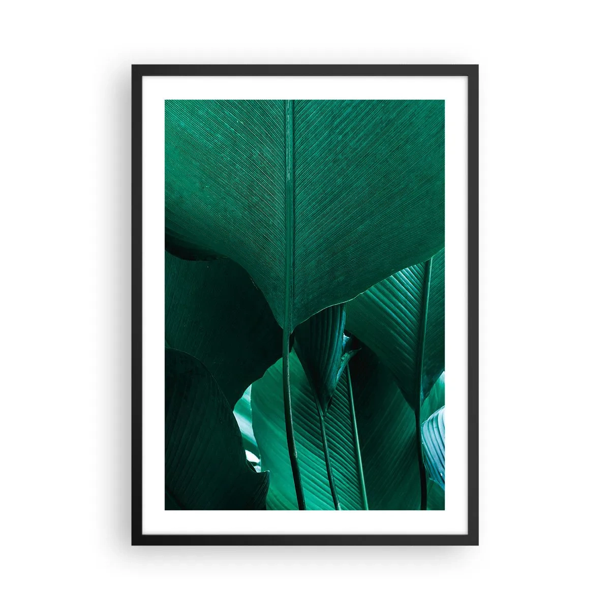 Affiche dans un cadre noir - Poster - Gros plan de grandes feuilles vertes montrant la structure et la texture. - 50x70cm - Tourné vers la lumière - Décoration murale moderne pour le salon et la chambre ARTTOR