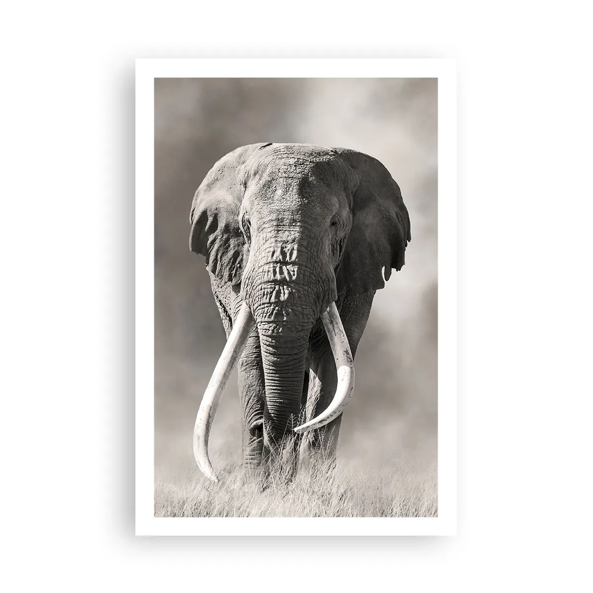 Affiche - Poster - Patriarche africain - 61x91 cm