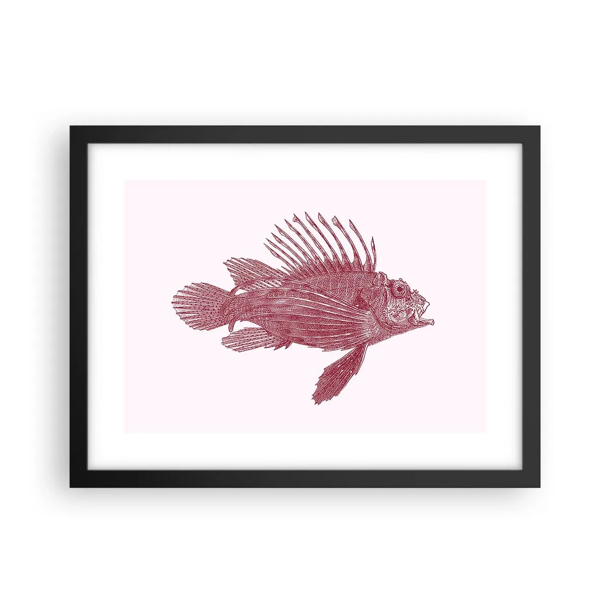 Affiche dans un cadre noir - Poster - Un habitant des eaux exotiques - 40x30 cm