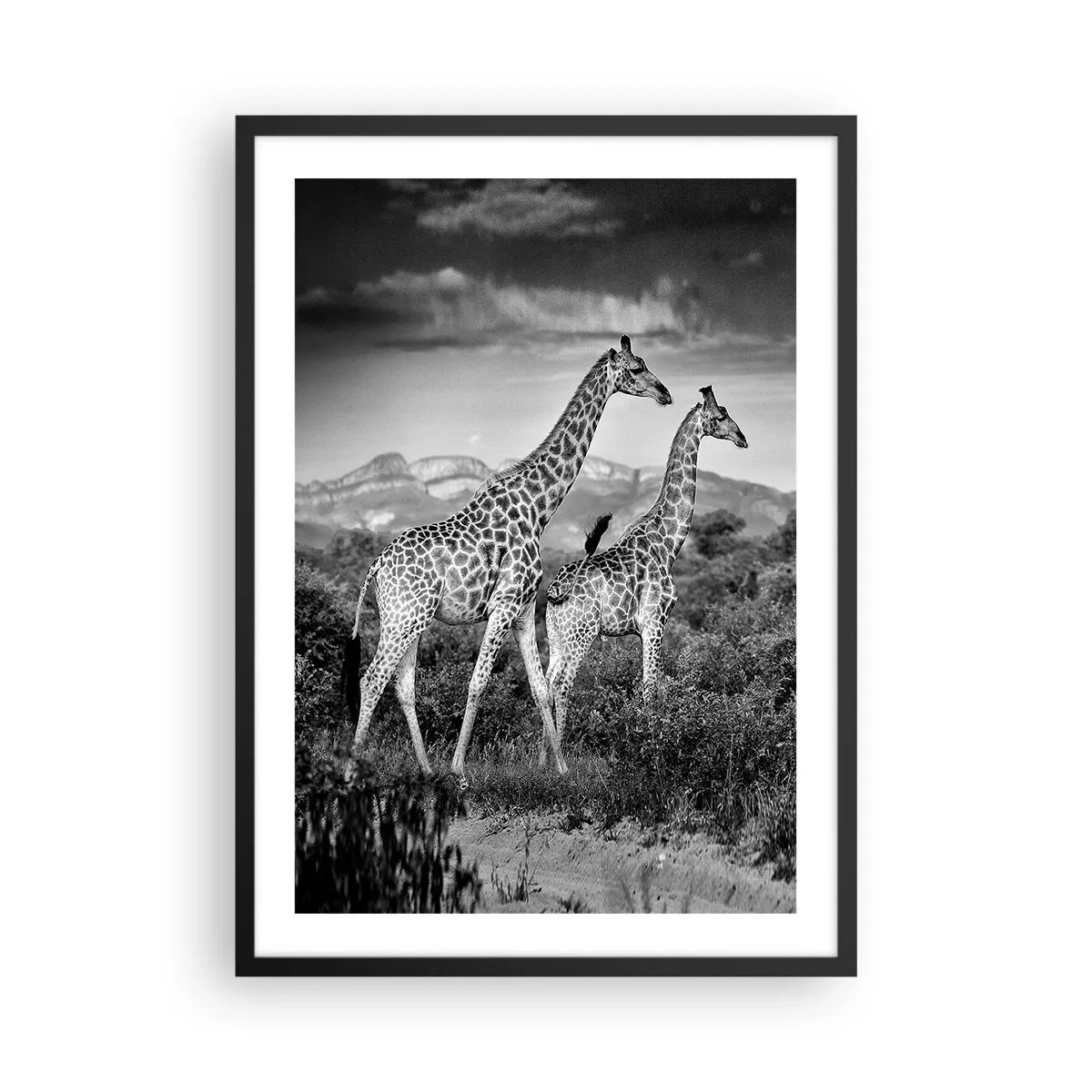 Affiche dans un cadre noir - Poster - Portrait noir et blanc de girafes sur fond de paysage africain - 50x70cm - Hautes sphères en Afrique - Décoration murale moderne pour le salon et la chambre ARTTOR