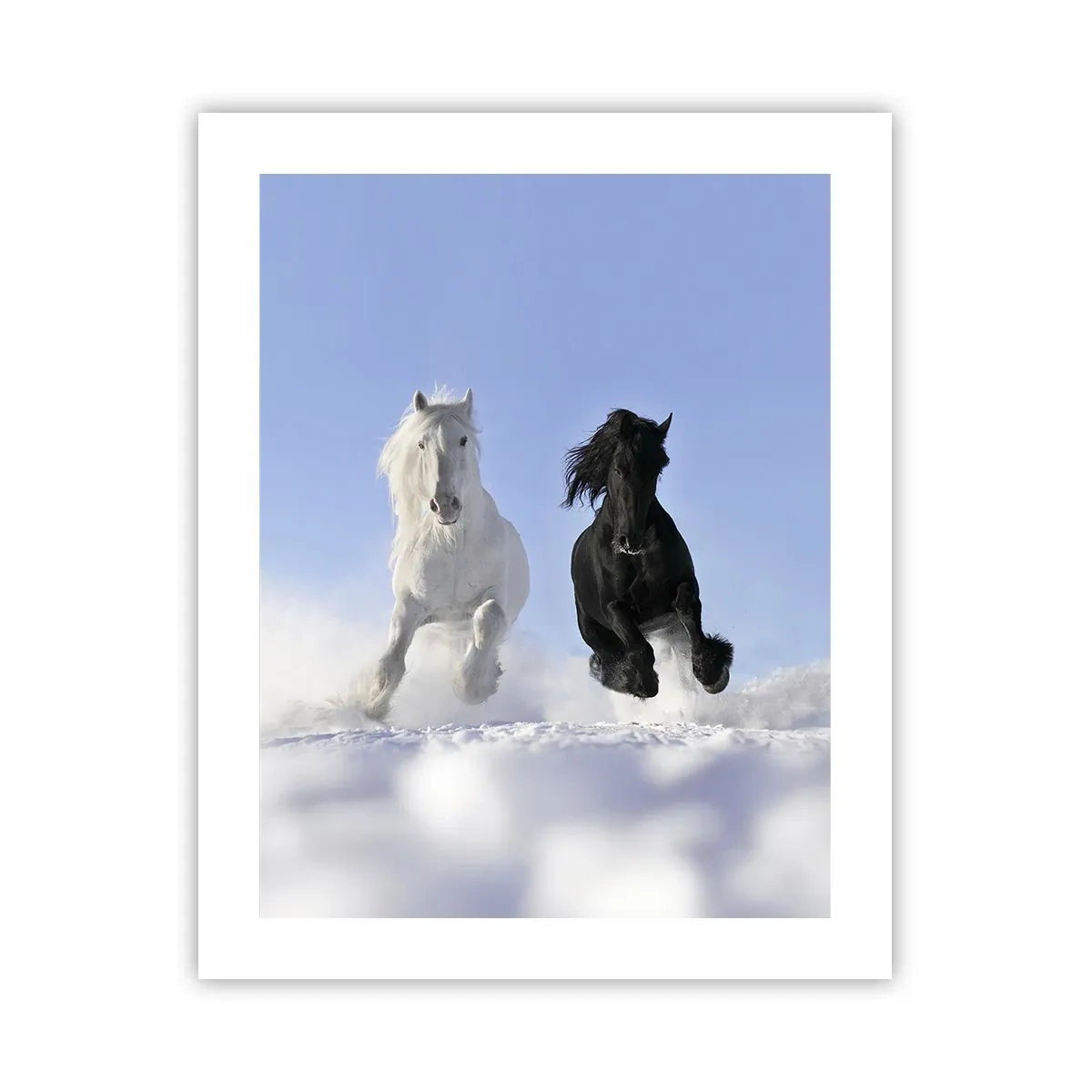 Affiche - Poster - Galop noir et blanc - 40x50 cm