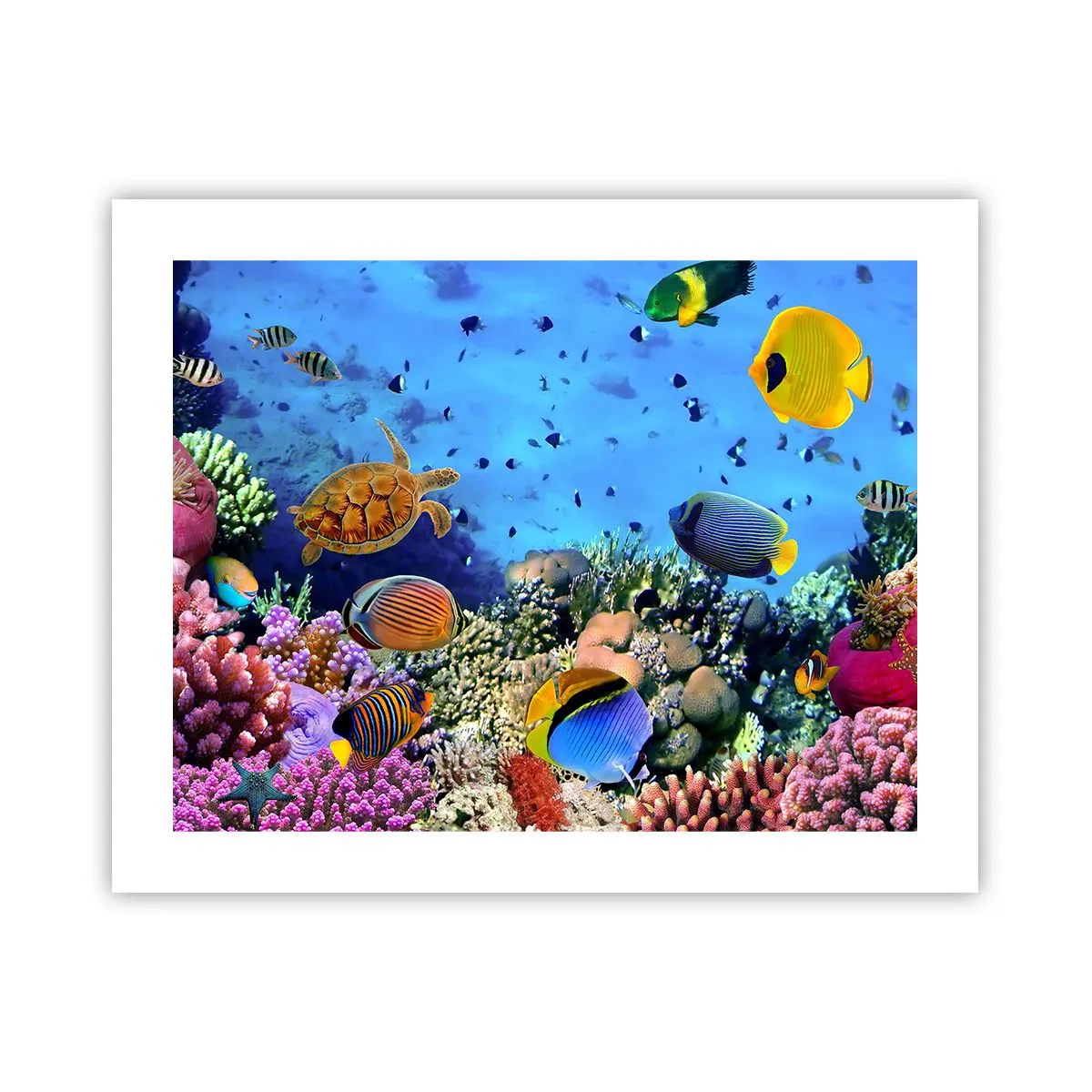 Affiche - Poster - Et que sait-on de la vie… - 50x40 cm