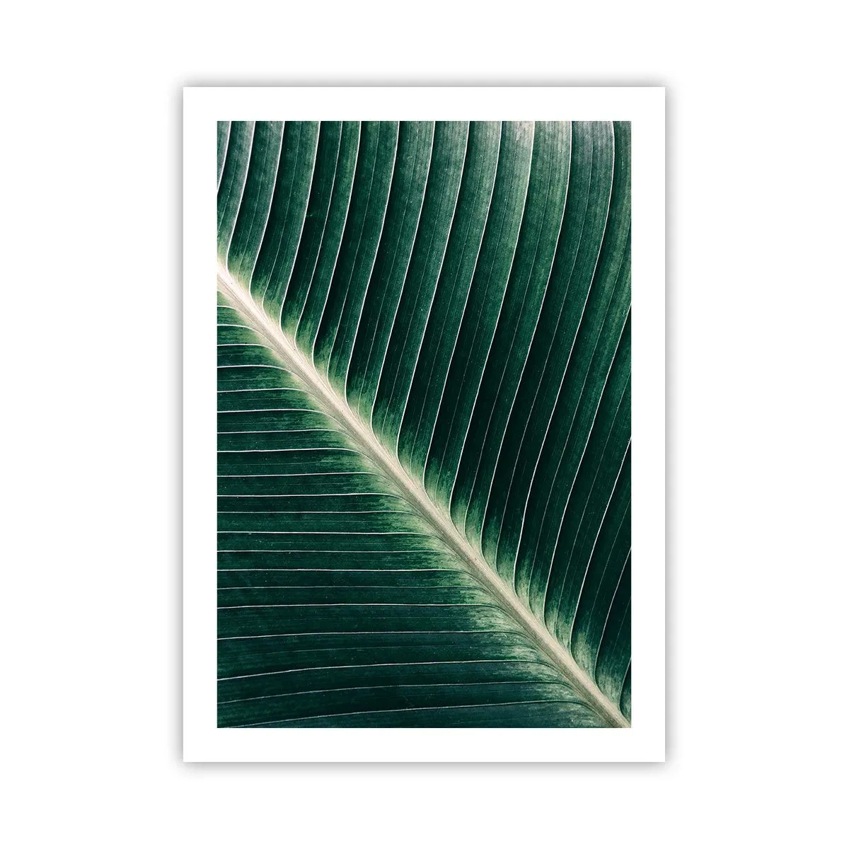 Affiche - Poster - Détail d'une feuille verte avec des nervures visibles - 50x70cm - Le rythme de la nature - Décoration murale moderne pour le salon et la chambre ARTTOR