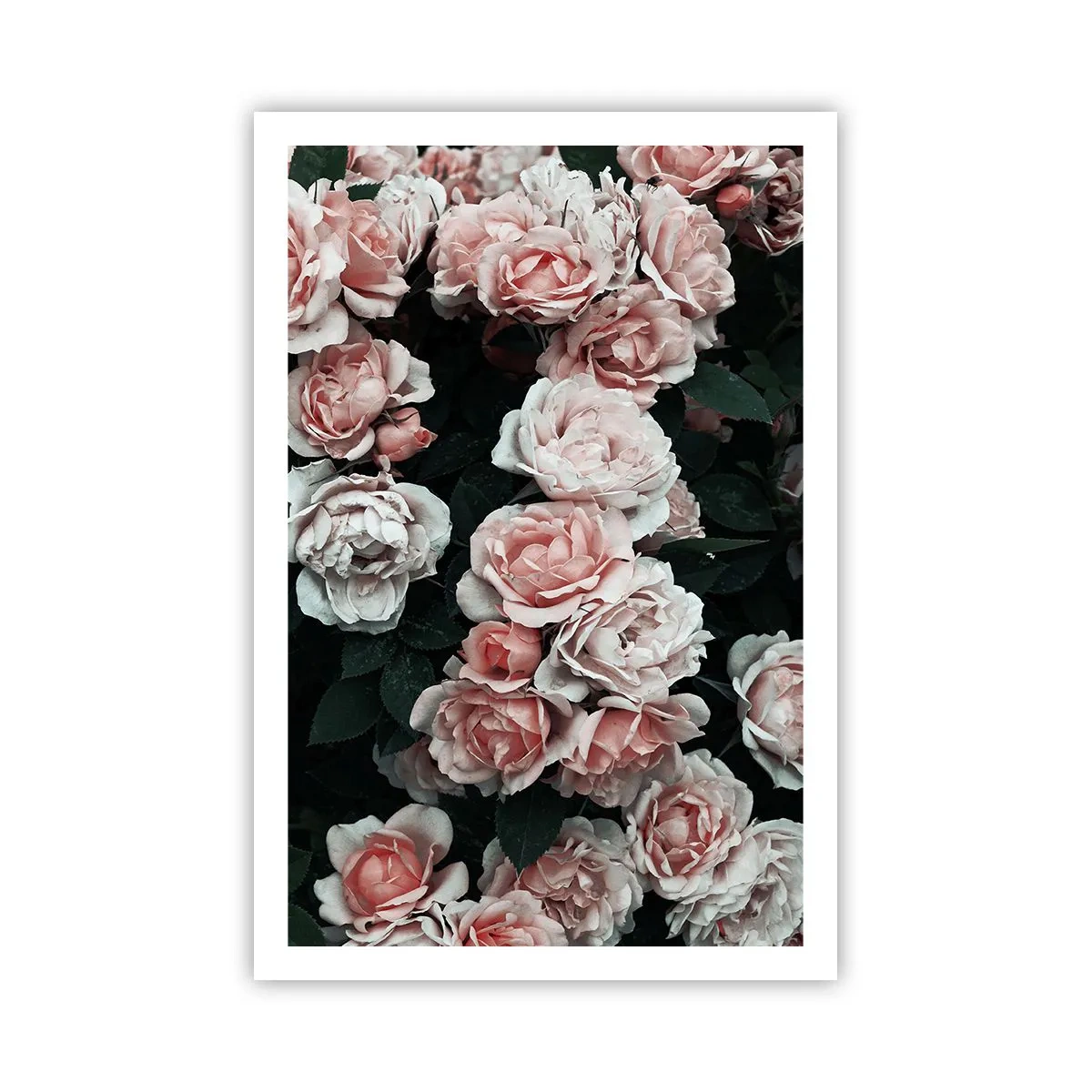 Affiche - Poster - Ensemble de rose - 61x91 cm