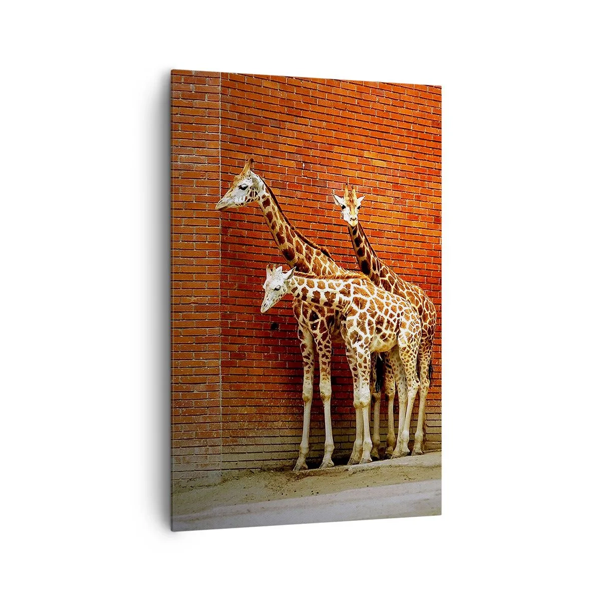 Impression sur toile - Image sur toile - Quatre girafes contre un mur de briques dans un décor artistique - 80x120cm - Voyez-vous des acacias ? - Décoration murale moderne pour le salon et la chambre ARTTOR