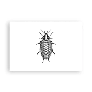 Affiche - Poster - Quel spécimen! - 91x61 cm