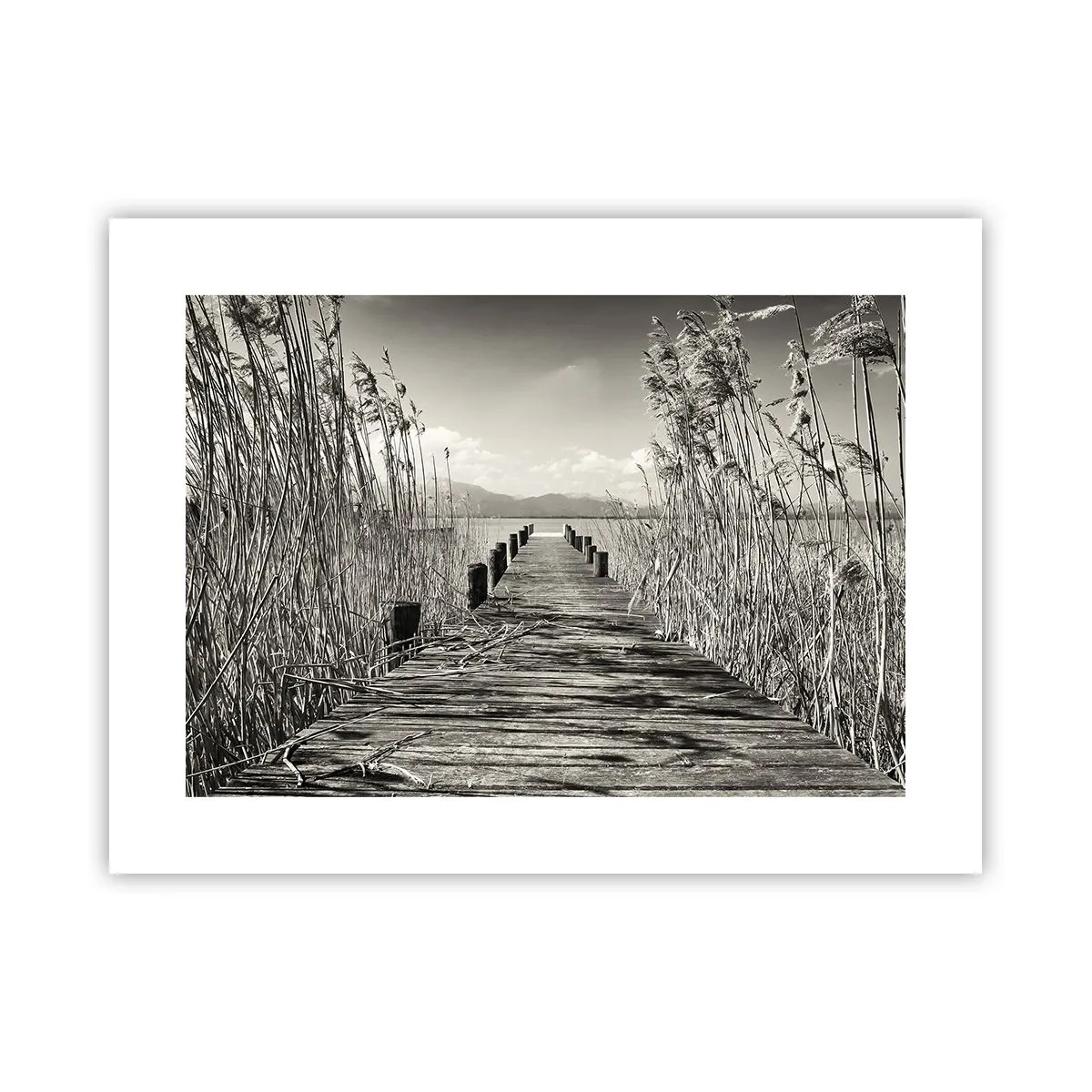 Affiche - Poster - Dans le calme de l'herbe - 40x30 cm