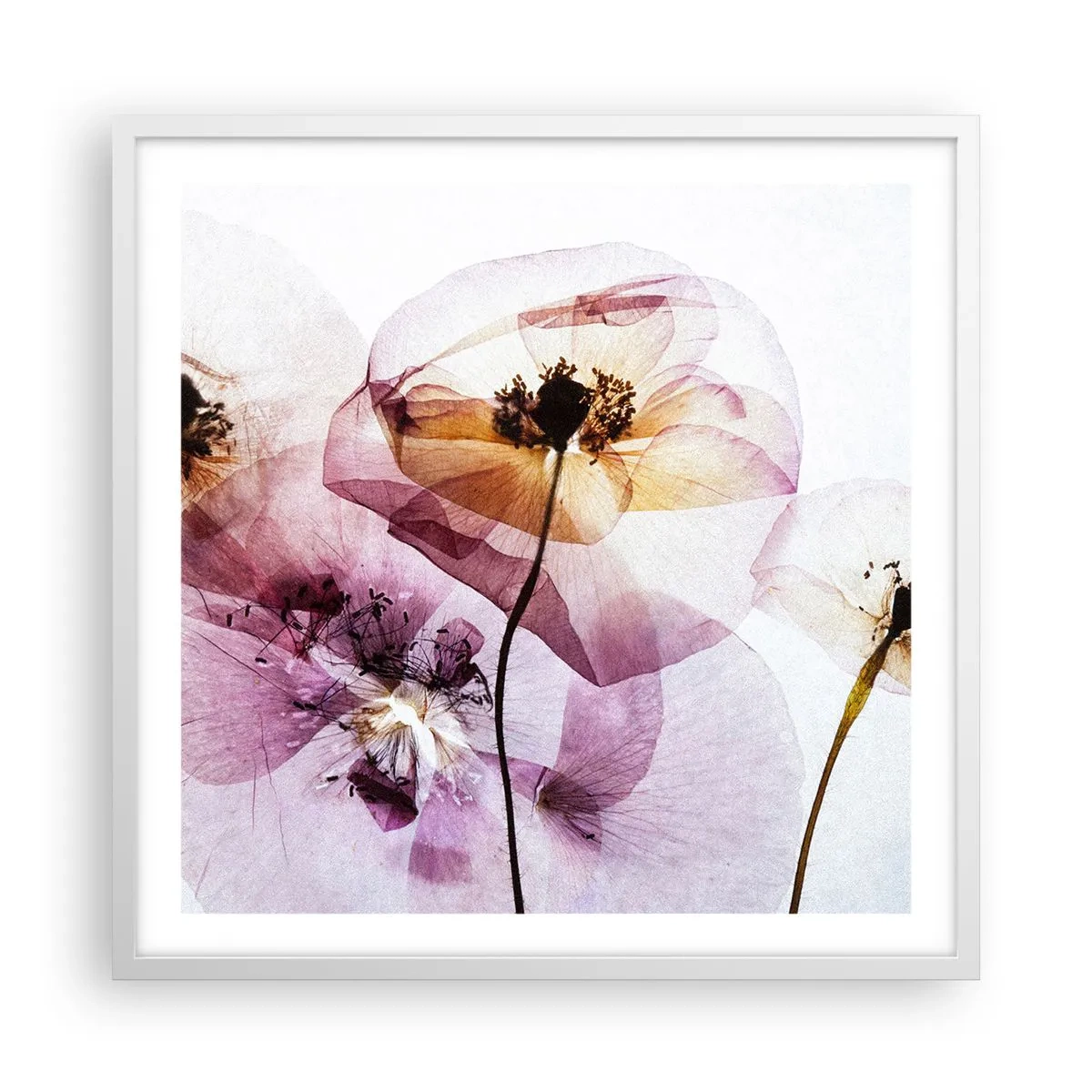 Affiche dans un cadre blanc - Poster - Corps de fleurs transparente - 60x60 cm