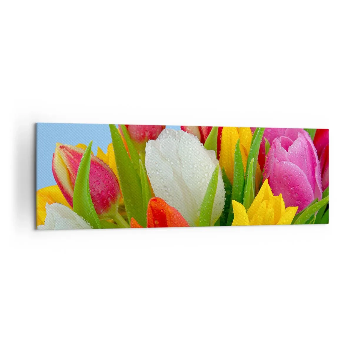 Impression sur toile - Image sur toile - Tulipes colorées couvertes de gouttes de rosée sur fond bleu - 160x50cm - Un arc-en-ciel fleuri en gouttes de rosée - Décoration murale moderne pour le salon et la chambre ARTTOR