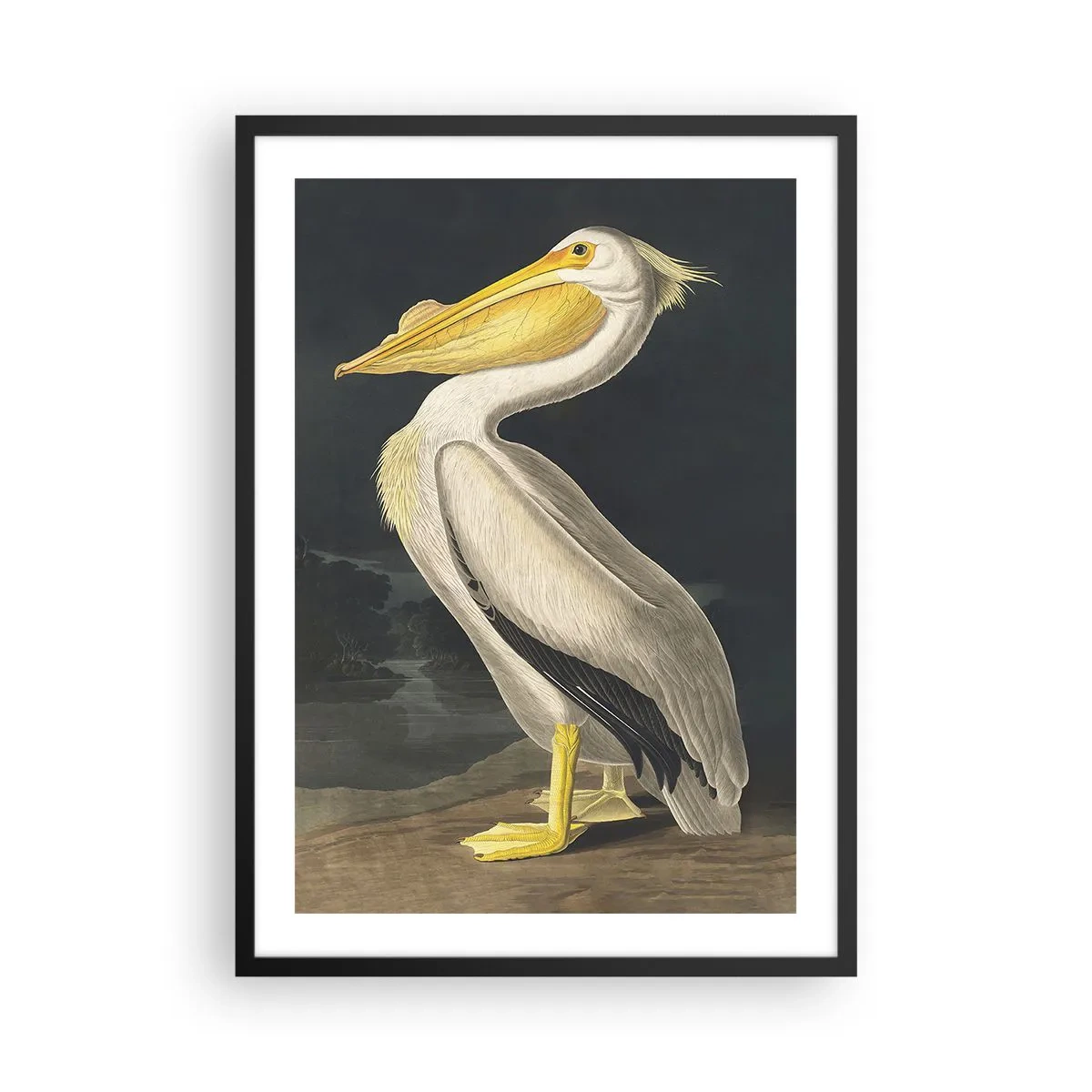 Affiche dans un cadre noir - Poster - Pélican dans une illustration classique sur fond sombre - 50x70cm - Plein de fierté - Décoration murale moderne pour le salon et la chambre ARTTOR