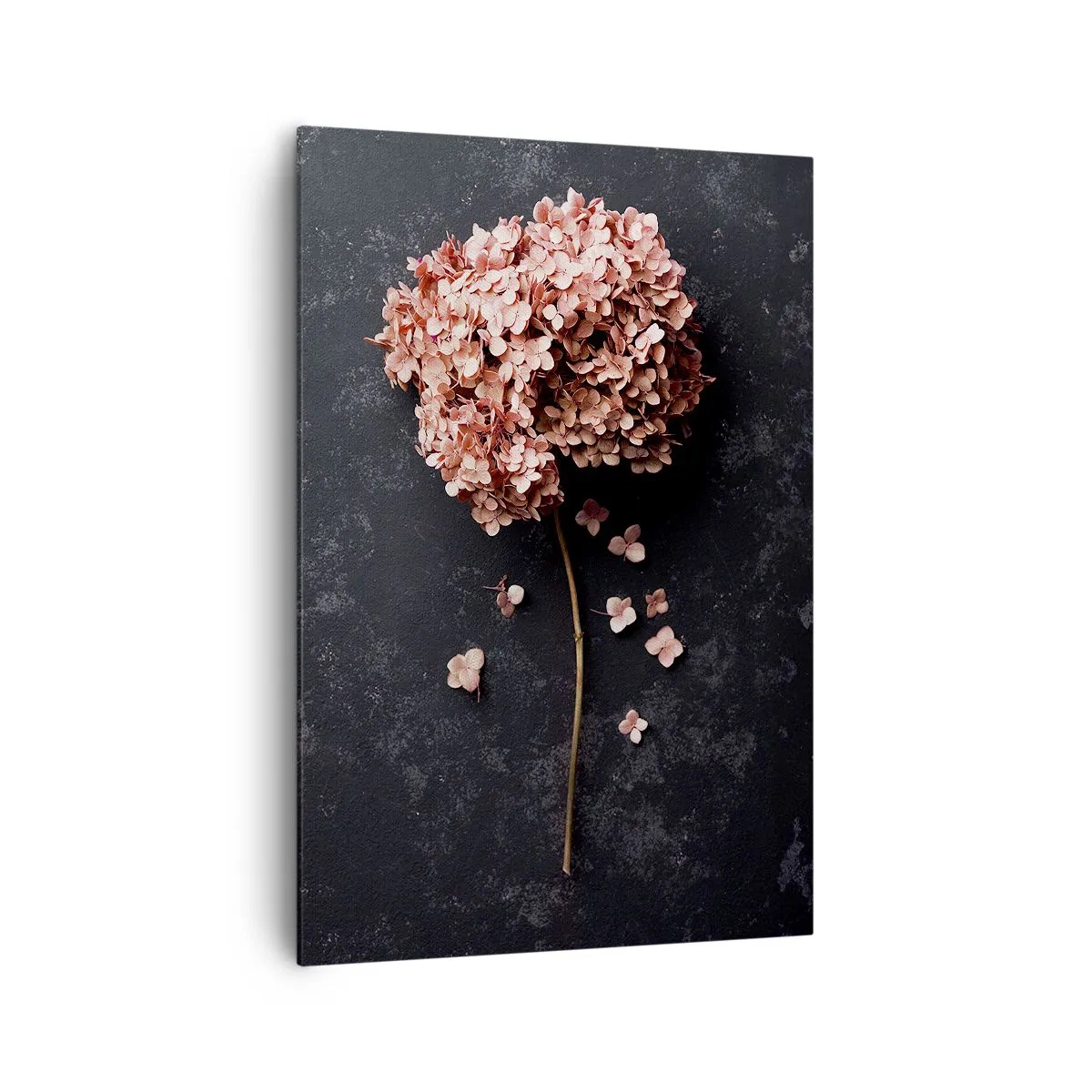 Impression sur toile - Image sur toile - Une délicate fleur d'hortensia sur un fond sombre - 70x100cm - Un signe vraiment romantique - Décoration murale moderne pour le salon et la chambre ARTTOR