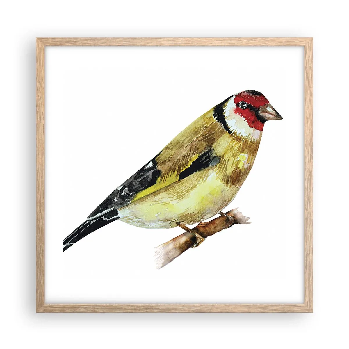 Affiche dans un chêne clair - Poster - Portrait d'oiseau - 50x50 cm