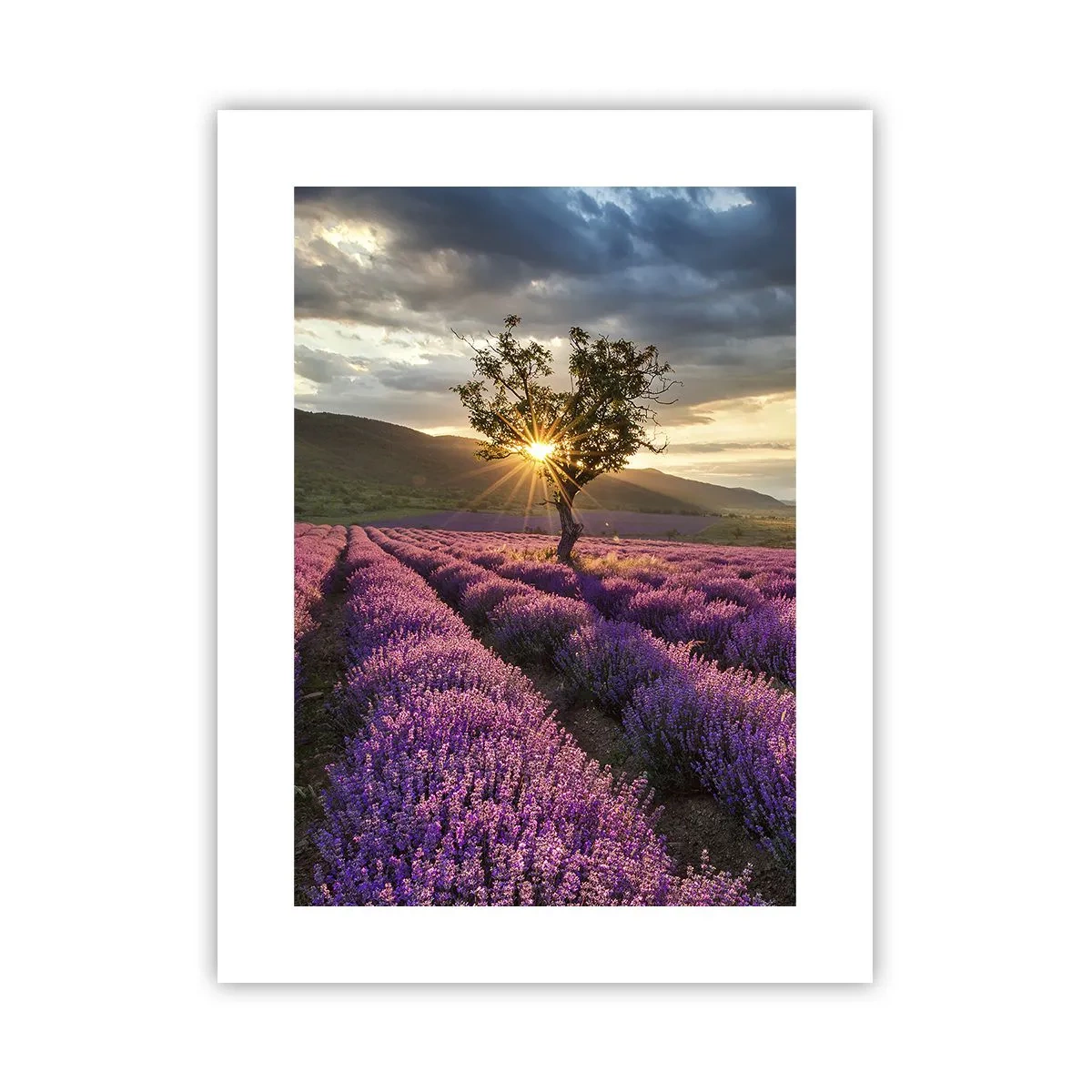 Affiche - Poster - Arôme de couleur lilas - 30x40 cm