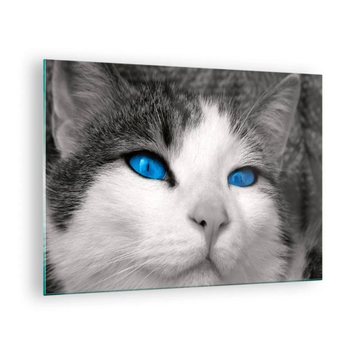 Impression sur verre - Image sur verre - Une photo en noir et blanc d'un chat aux yeux bleus intenses. - 70x50cm - Yeux bleus inhabituels - Décoration murale moderne pour le salon et la chambre ARTTOR