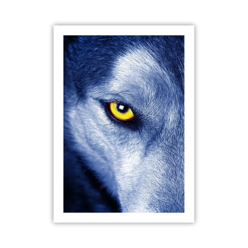Affiche - Poster - Gros plan de l'œil jaune d'un loup dans un ton bleu - 50x70cm - Regars hypnotique - Décoration murale moderne pour le salon et la chambre ARTTOR