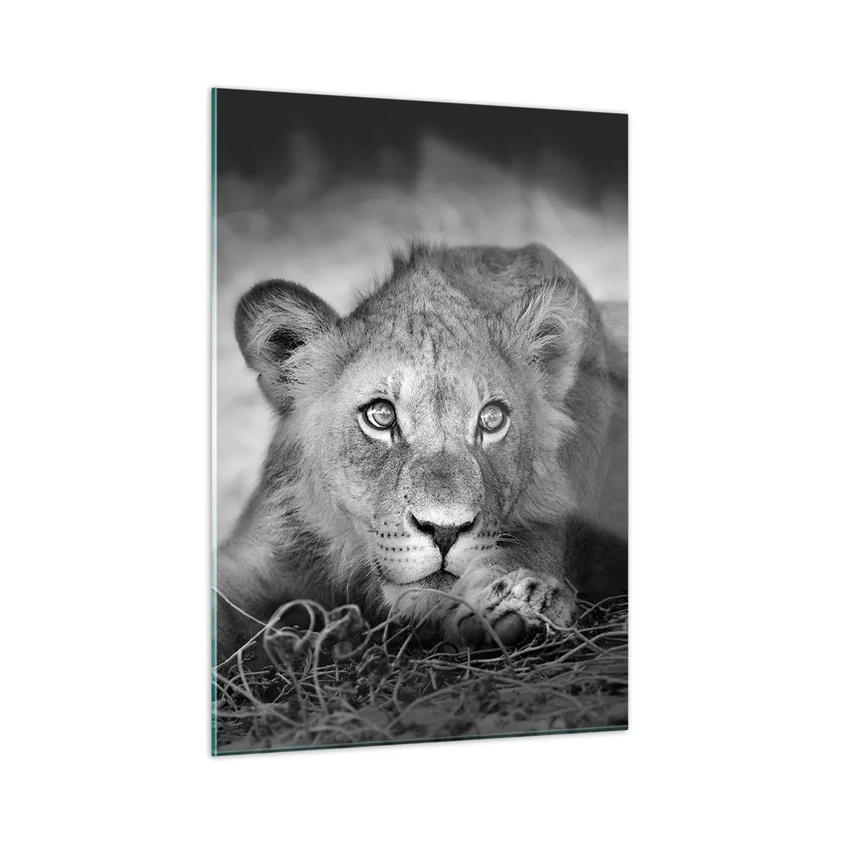 Impression sur verre - Image sur verre - Un lionceau en noir et blanc regardant la caméra - 50x70cm - Chiot royal - Décoration murale moderne pour le salon et la chambre ARTTOR