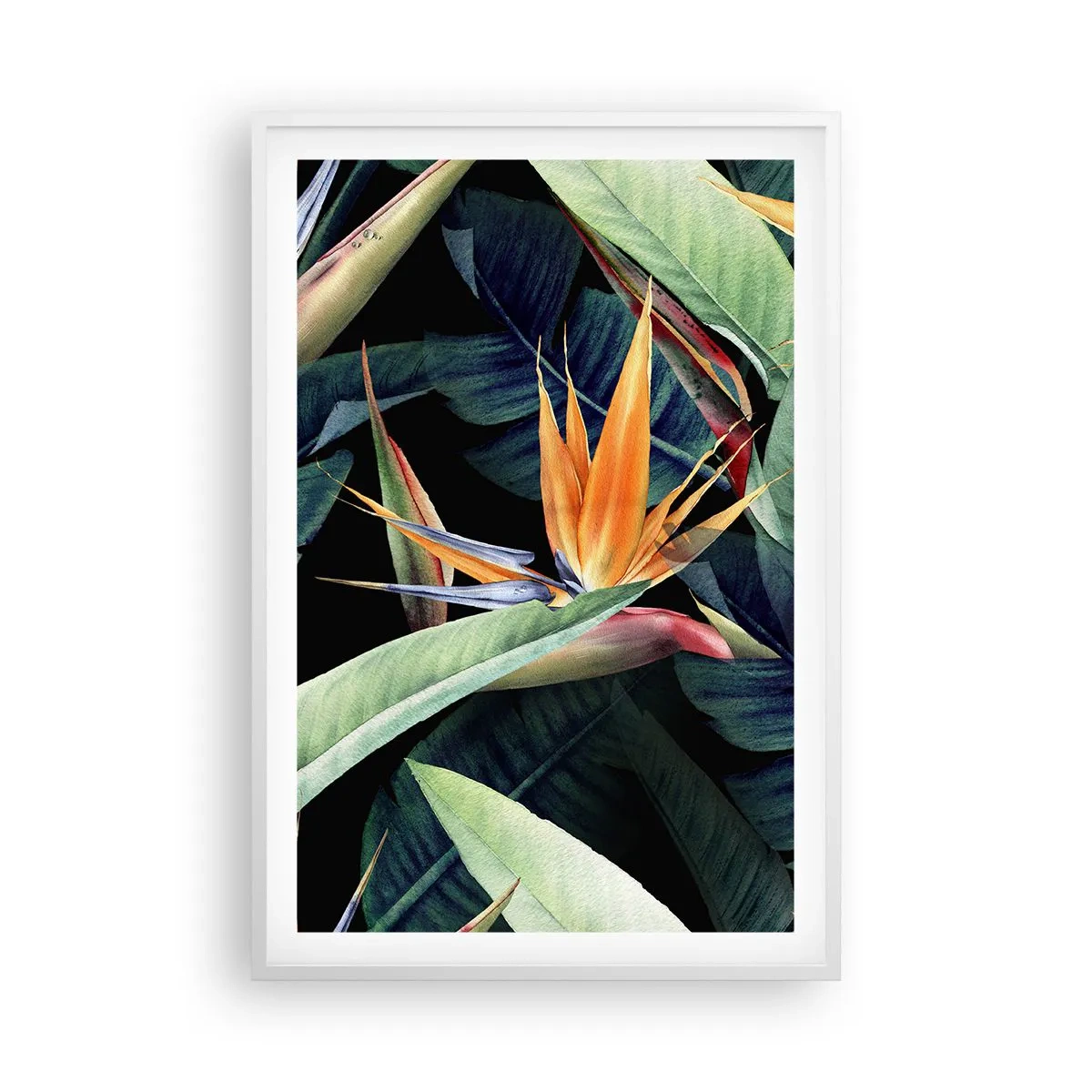 Affiche dans un cadre blanc - Poster - Fleurs flamboyantes des tropiques - 61x91 cm