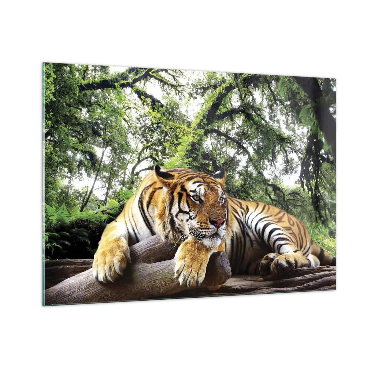Impression sur verre - Image sur verre - Un tigre se reposant dans une forêt tropicale verte - 100x70cm - Cordialement - Décoration murale moderne pour le salon et la chambre ARTTOR