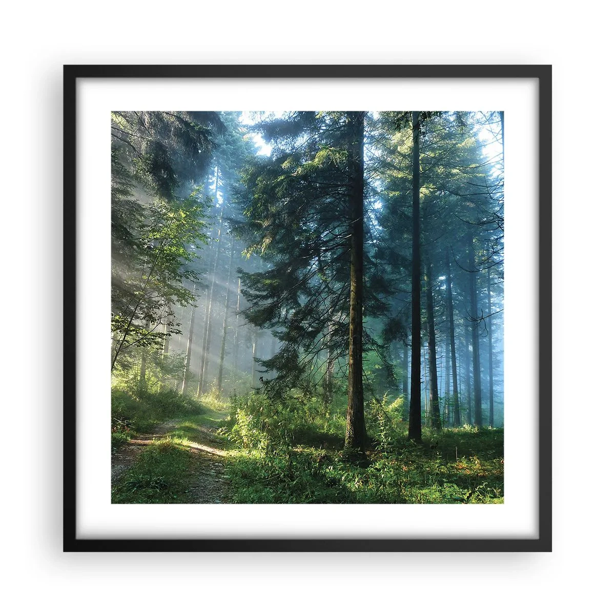 Affiche dans un cadre noir - Poster - Rayonnant le matin - 50x50 cm