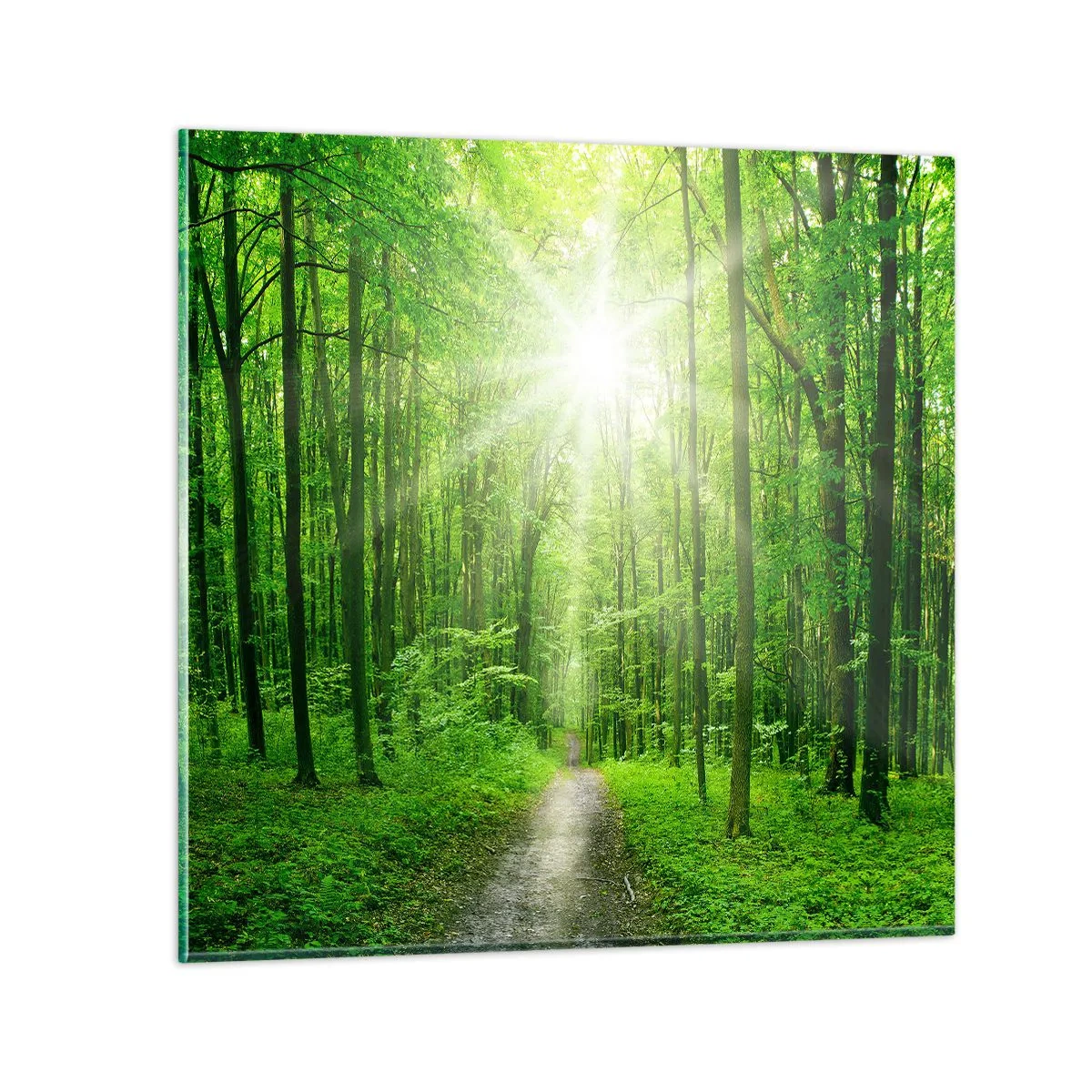 Impression sur verre - Image sur verre - Cathédrale verte - 50x50 cm