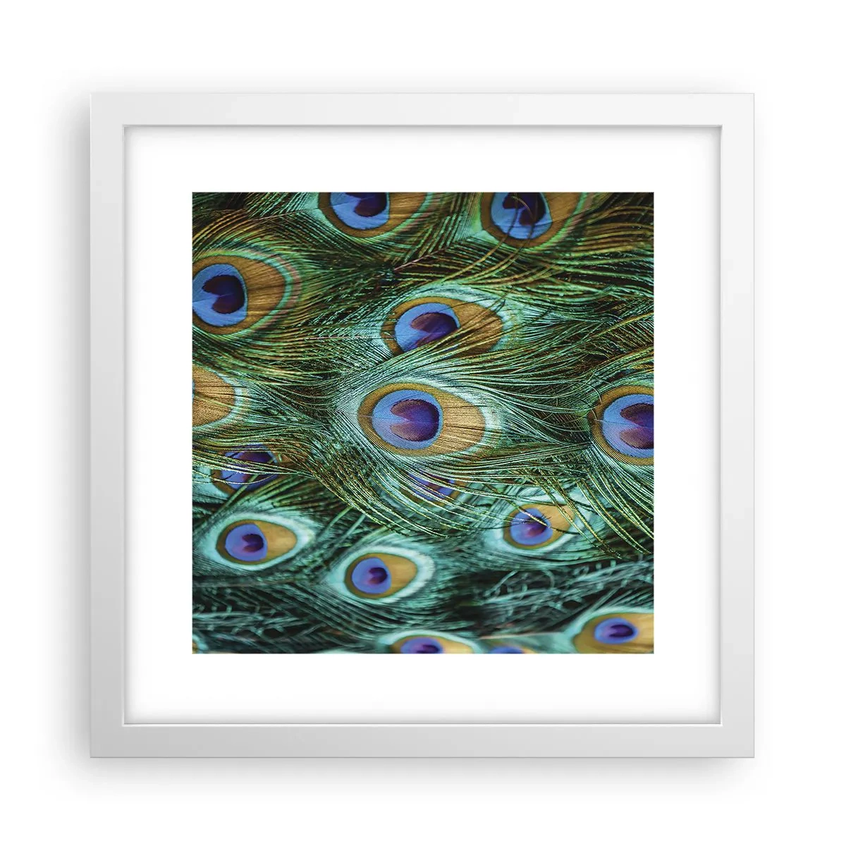 Affiche dans un cadre blanc - Poster - Un regard de paon - 30x30 cm