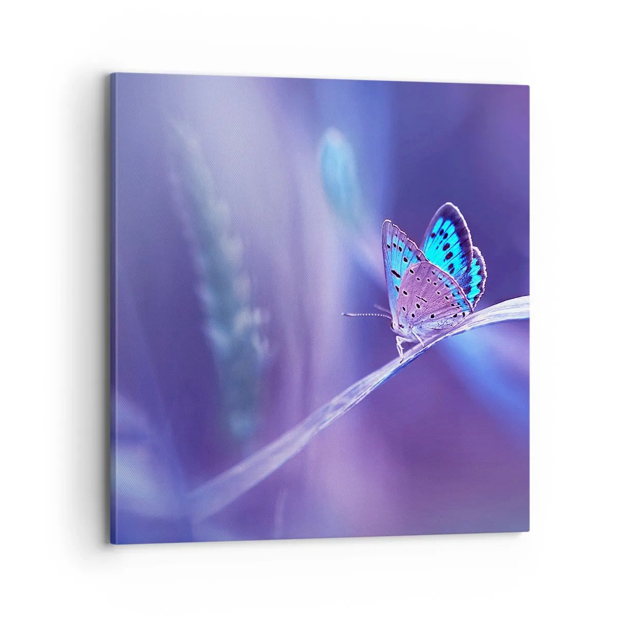 Impression sur toile - Image sur toile - Un joyau de la nature - 70x70 cm