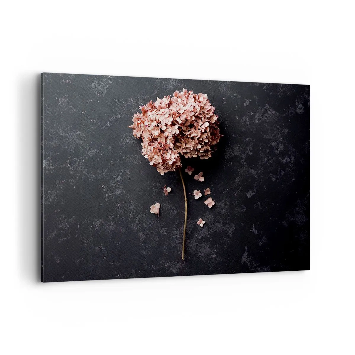 Impression sur toile - Image sur toile - Une délicate fleur d'hortensia sur un fond sombre - 100x70cm - Un signe vraiment romantique - Décoration murale moderne pour le salon et la chambre ARTTOR