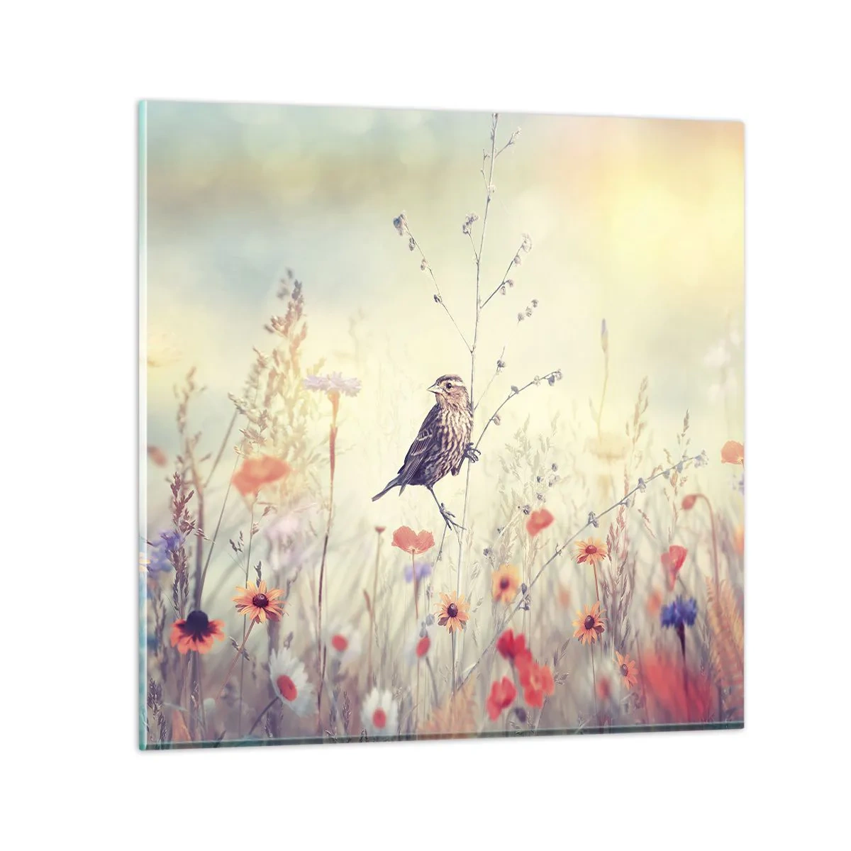 Impression sur verre - Image sur verre - Portrait d'oiseau sur pré en fond - 40x40 cm