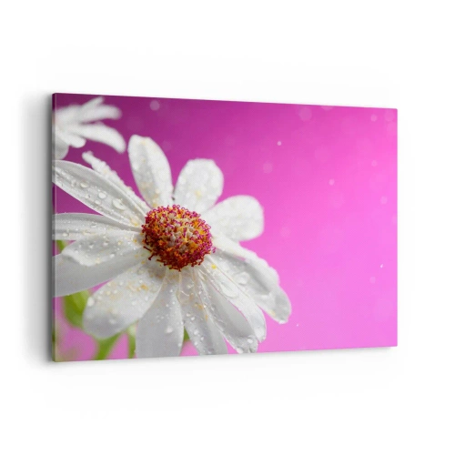 Impression sur toile - Image sur toile - Une marguerite blanche recouverte de gouttes d'eau sur un fond rose - 100x70cm - Modeste dans sa beauté - Décoration murale moderne pour le salon et la chambre ARTTOR