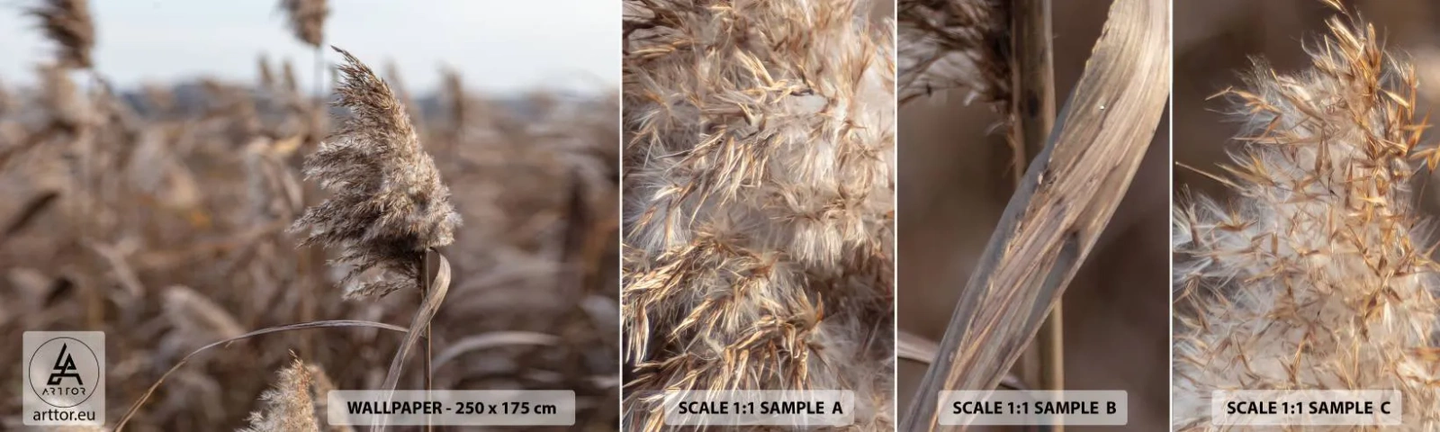 Échantillon de Papier Peint Autocollant Deluxe Sticker - Il est temps de s'envoler avec le vent - Prairie, Herbe de la Pampa, Nature - 100x30 cm