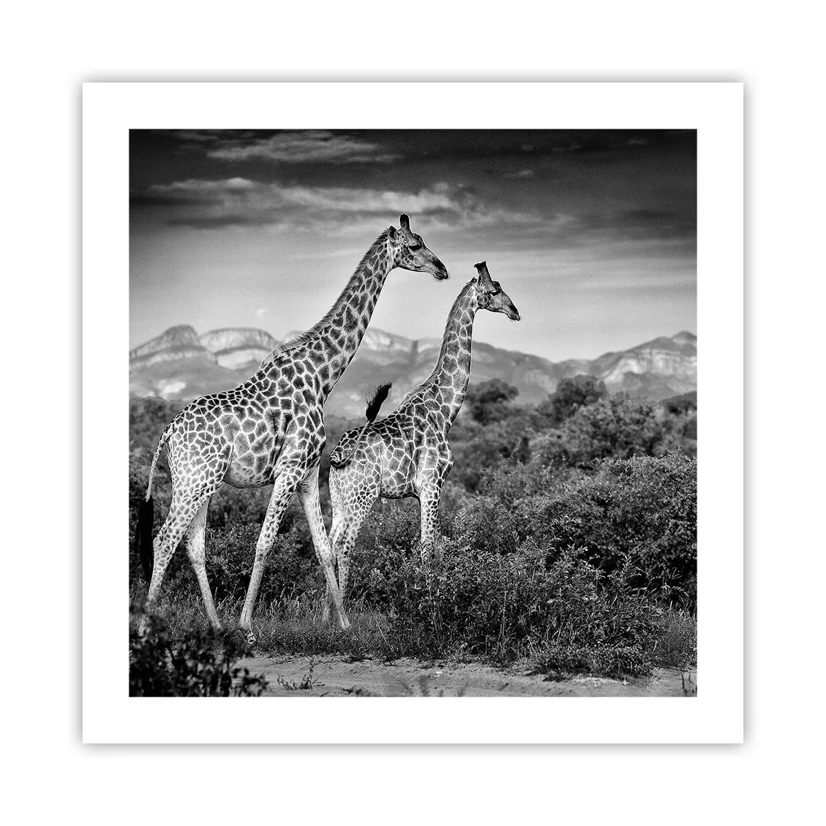 Affiche - Poster - Hautes sphères en Afrique - 50x50 cm