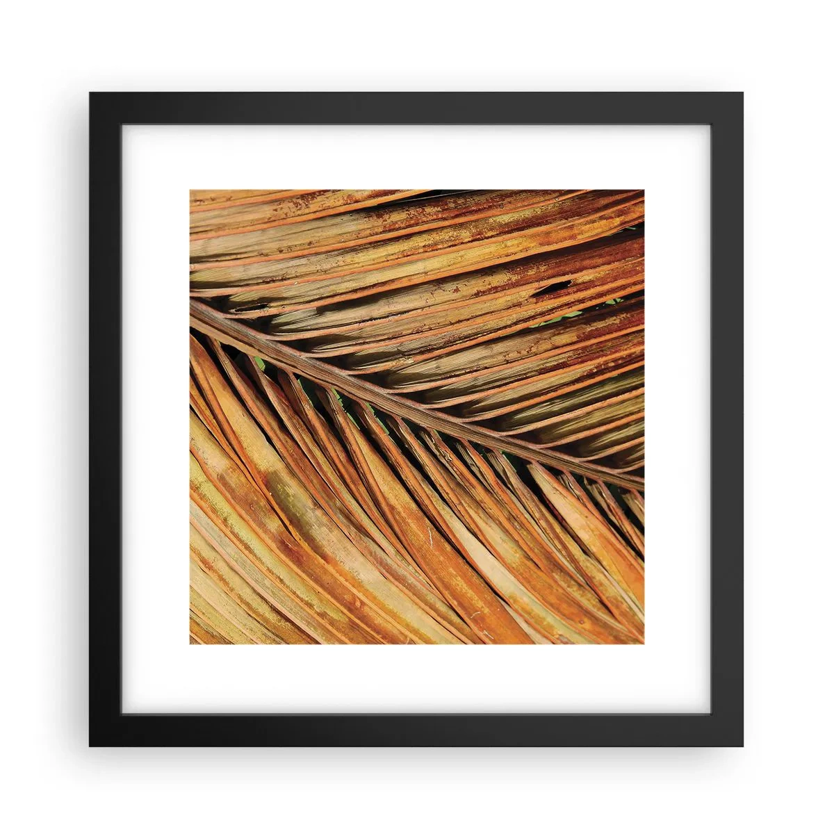 Affiche dans un cadre noir - Poster - Or de noix de coco - 30x30 cm