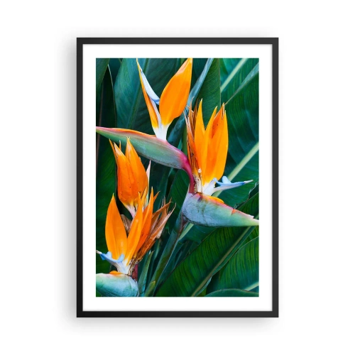 Affiche dans un cadre noir - Poster - Fleurs de Strelitzia entourées de feuilles vertes - 50x70cm - Est-ce une fleur, est-ce un oiseaux? - Décoration murale moderne pour le salon et la chambre ARTTOR