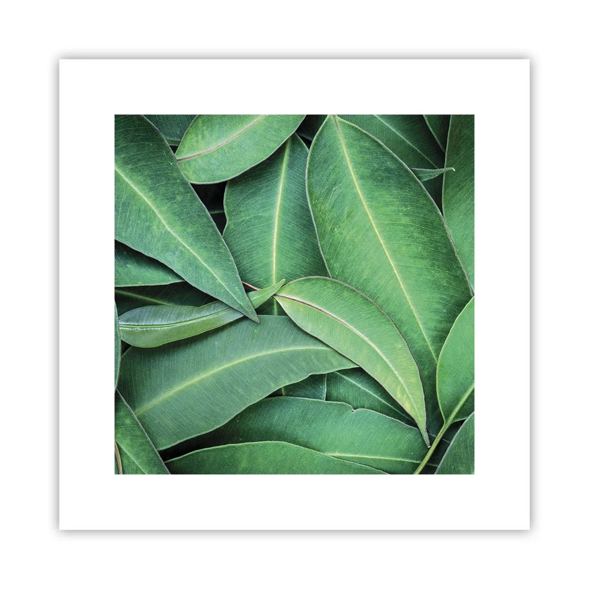 Affiche - Poster - Juteux et frais - 30x30 cm