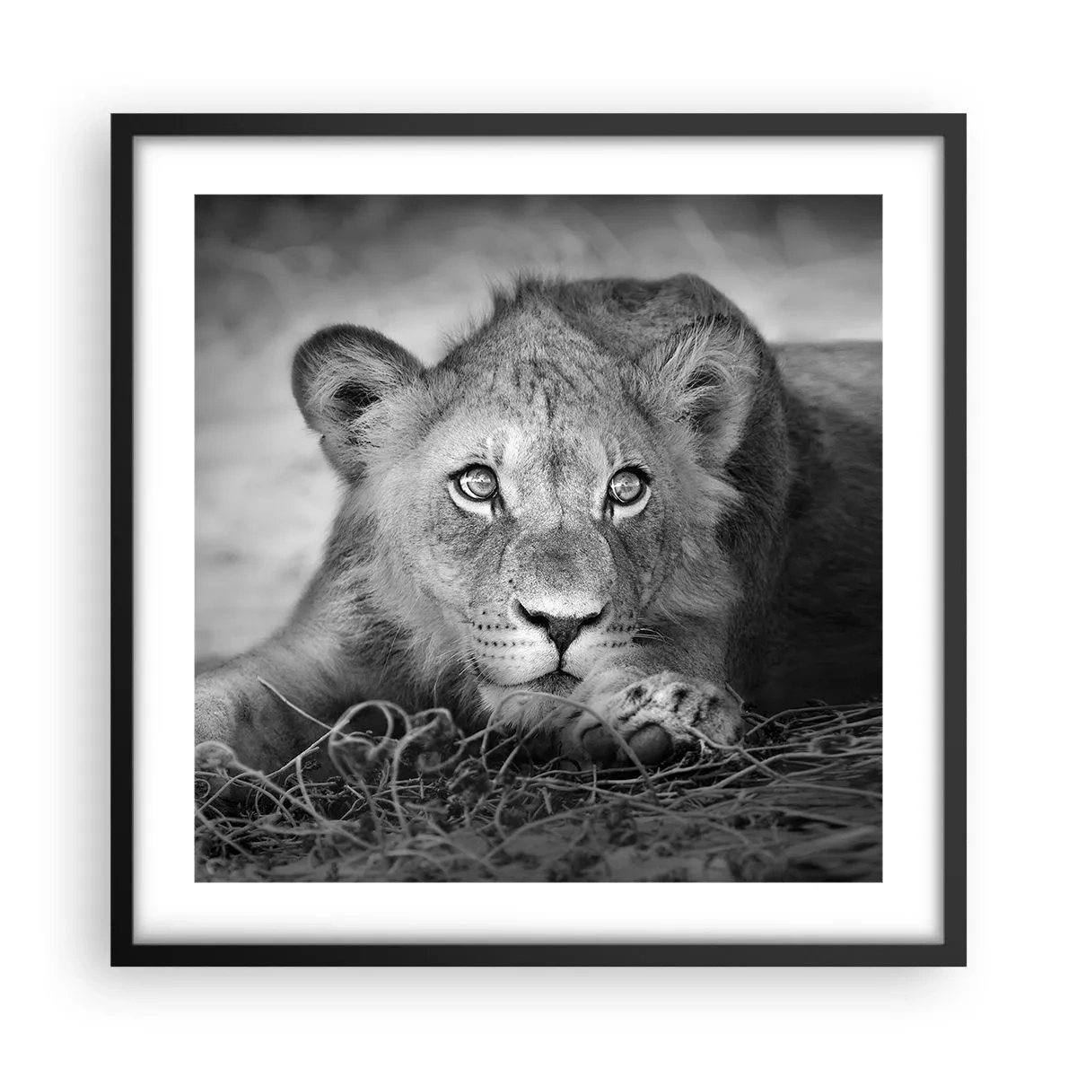 Affiche dans un cadre noir - Poster - Chiot royal - 50x50 cm