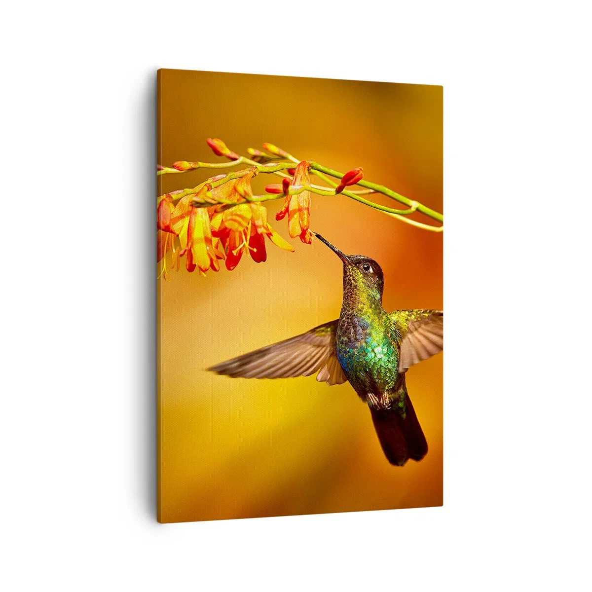 Impression sur toile - Image sur toile - Colibri près d'une fleur dans la lumière chaude - 50x70cm - Un messager de lumière selon les Mayas - Décoration murale moderne pour le salon et la chambre ARTTOR