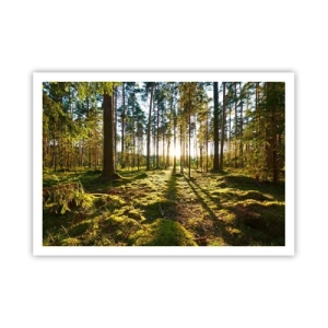 Affiche - Poster - Forêt verte illuminée par la lumière du soleil sur la mousse - 100x70cm - … Derrière les sept forêts - Décoration murale moderne pour le salon et la chambre ARTTOR