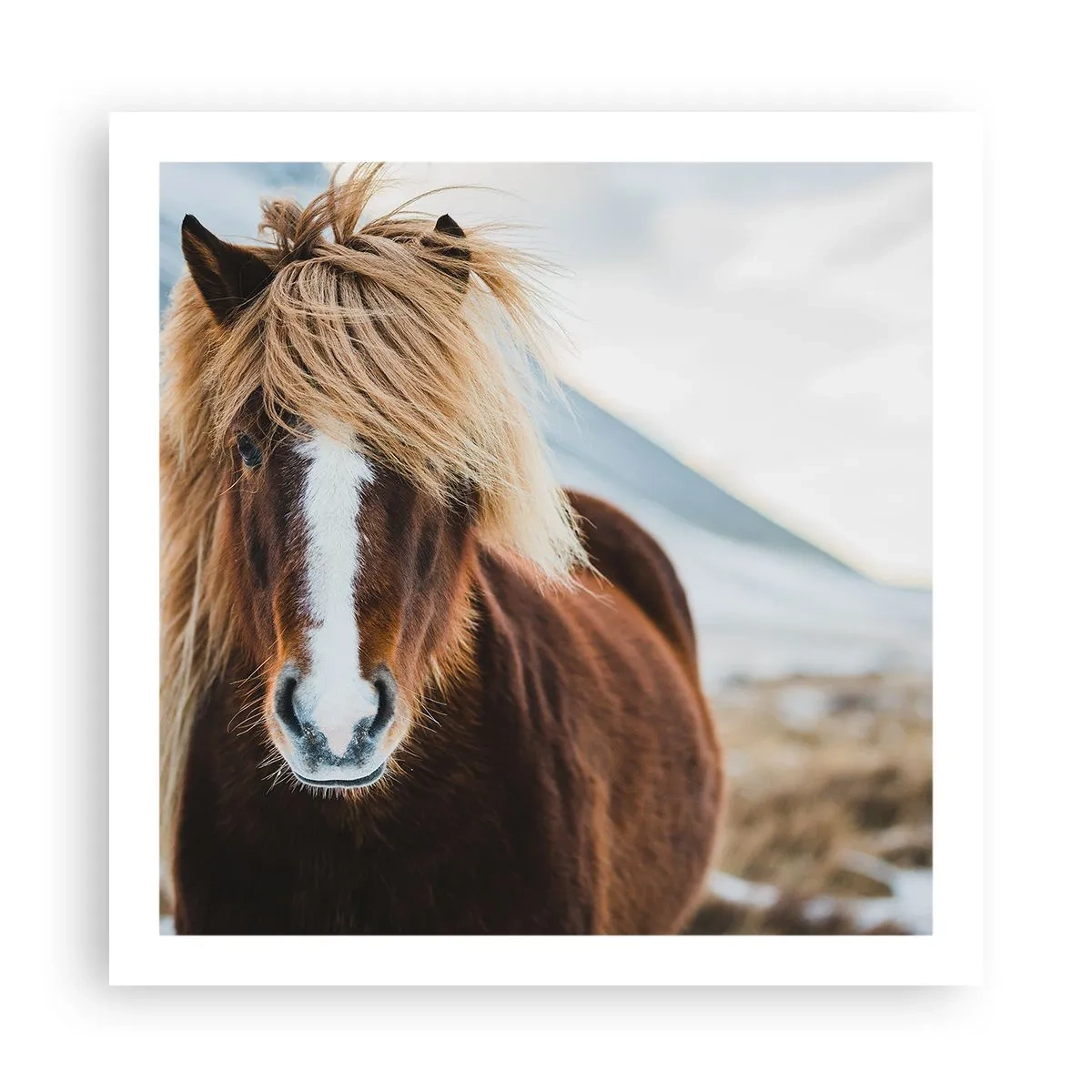 Affiche - Poster - Sentez-vous la liberté ? - 60x60 cm