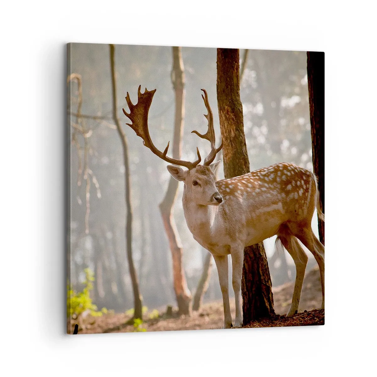 Impression sur toile - Image sur toile - La lumière de la jeunesse - 60x60 cm