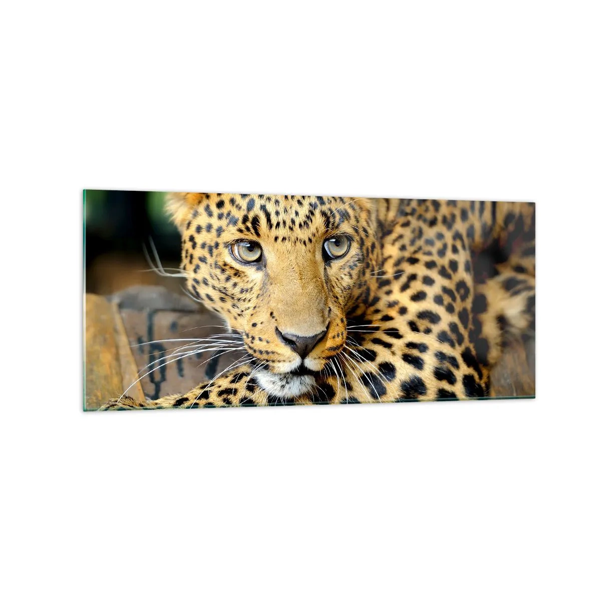 Impression sur verre - Image sur verre - Portrait d'un léopard dans son environnement naturel - 120x50cm - N'aie pas peur, viens - Décoration murale moderne pour le salon et la chambre ARTTOR