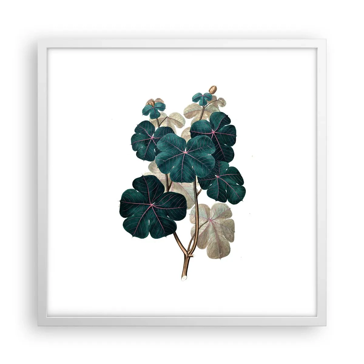 Affiche dans un cadre blanc - Poster - De l'ancien herbier - 50x50 cm