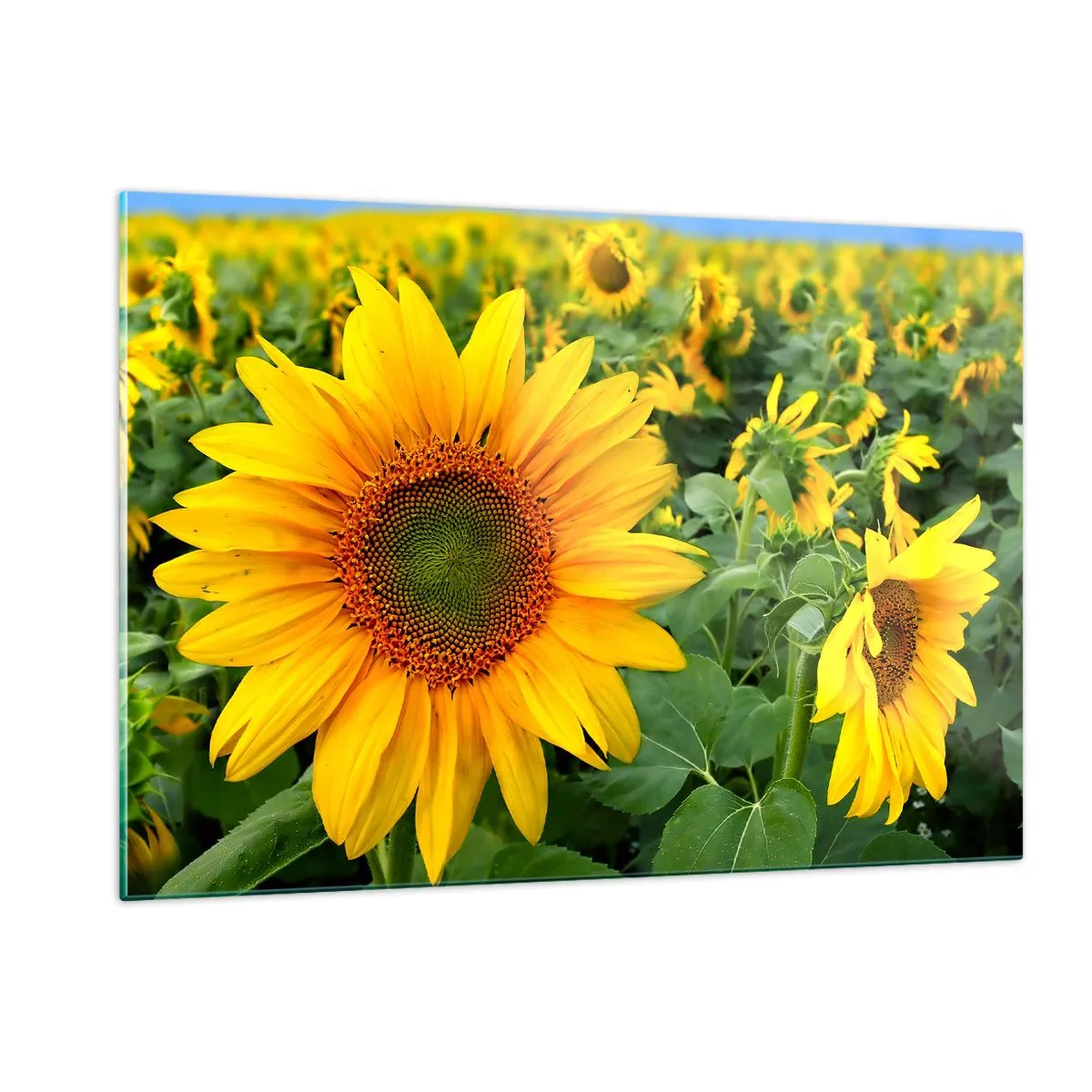 Impression sur verre - Image sur verre - Un champ de tournesols en pleine floraison sous un ciel bleu - 120x80cm - Des centaines de soleils se sont embrasés - Décoration murale moderne pour le salon et la chambre ARTTOR