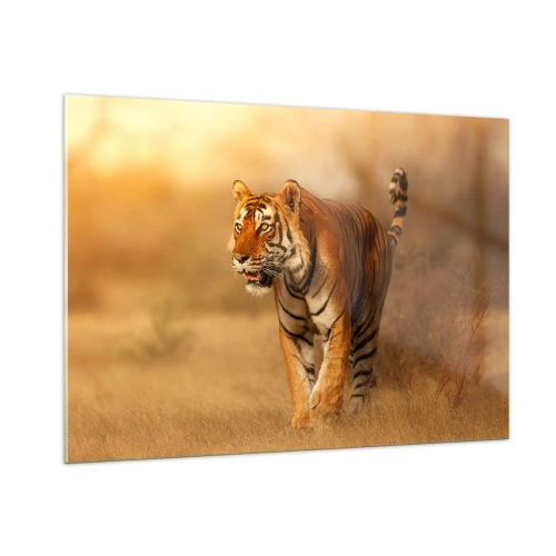 Impression sur verre - Image sur verre - Tigre dans une lumière dorée sur fond de savane sèche - 100x70cm - Avant l'attaque - Décoration murale moderne pour le salon et la chambre ARTTOR