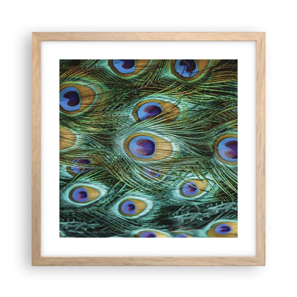 Affiche dans un chêne clair - Poster - Un regard de paon - 40x40 cm