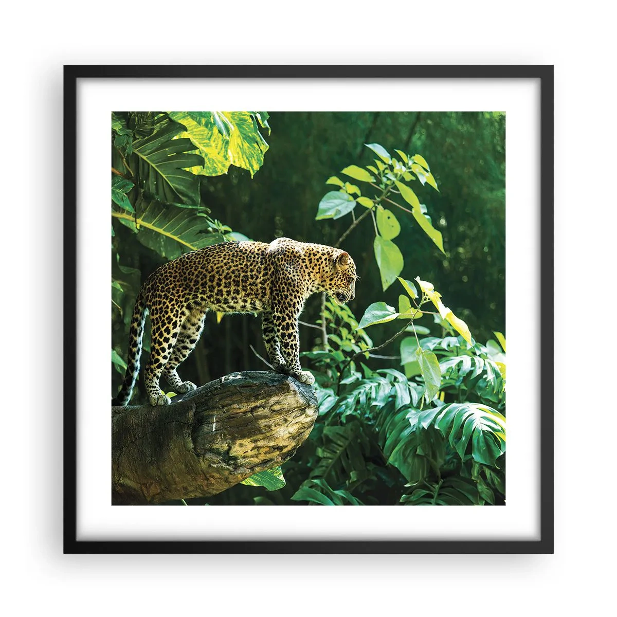 Affiche dans un cadre noir - Poster - À la chasse? - 50x50 cm