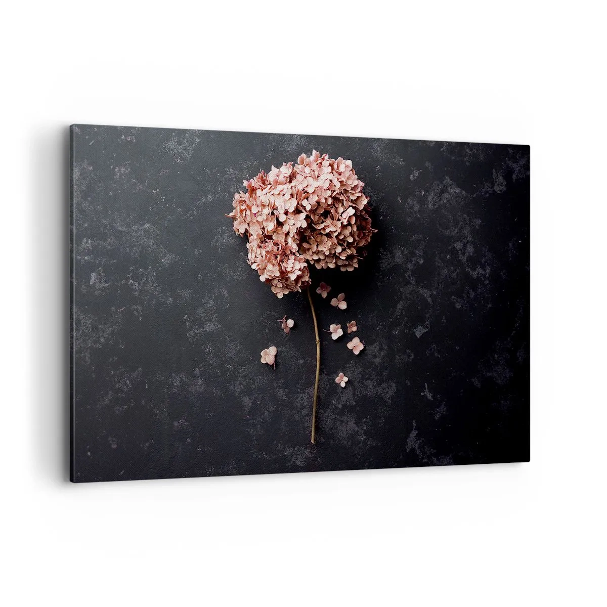 Impression sur toile - Image sur toile - Une délicate fleur d'hortensia sur un fond sombre - 120x80cm - Un signe vraiment romantique - Décoration murale moderne pour le salon et la chambre ARTTOR